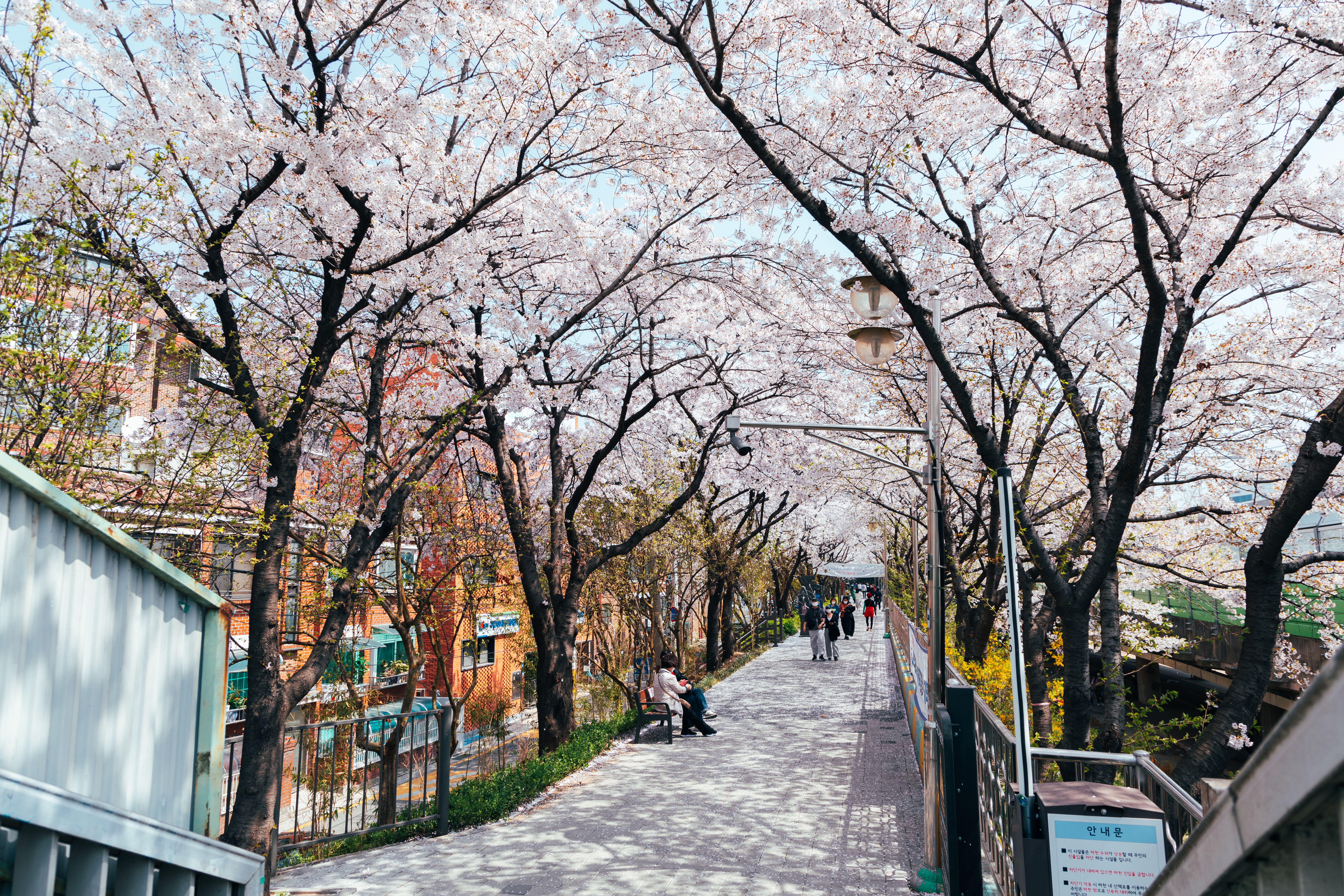 Cherry blossoms in Seoul South Korea