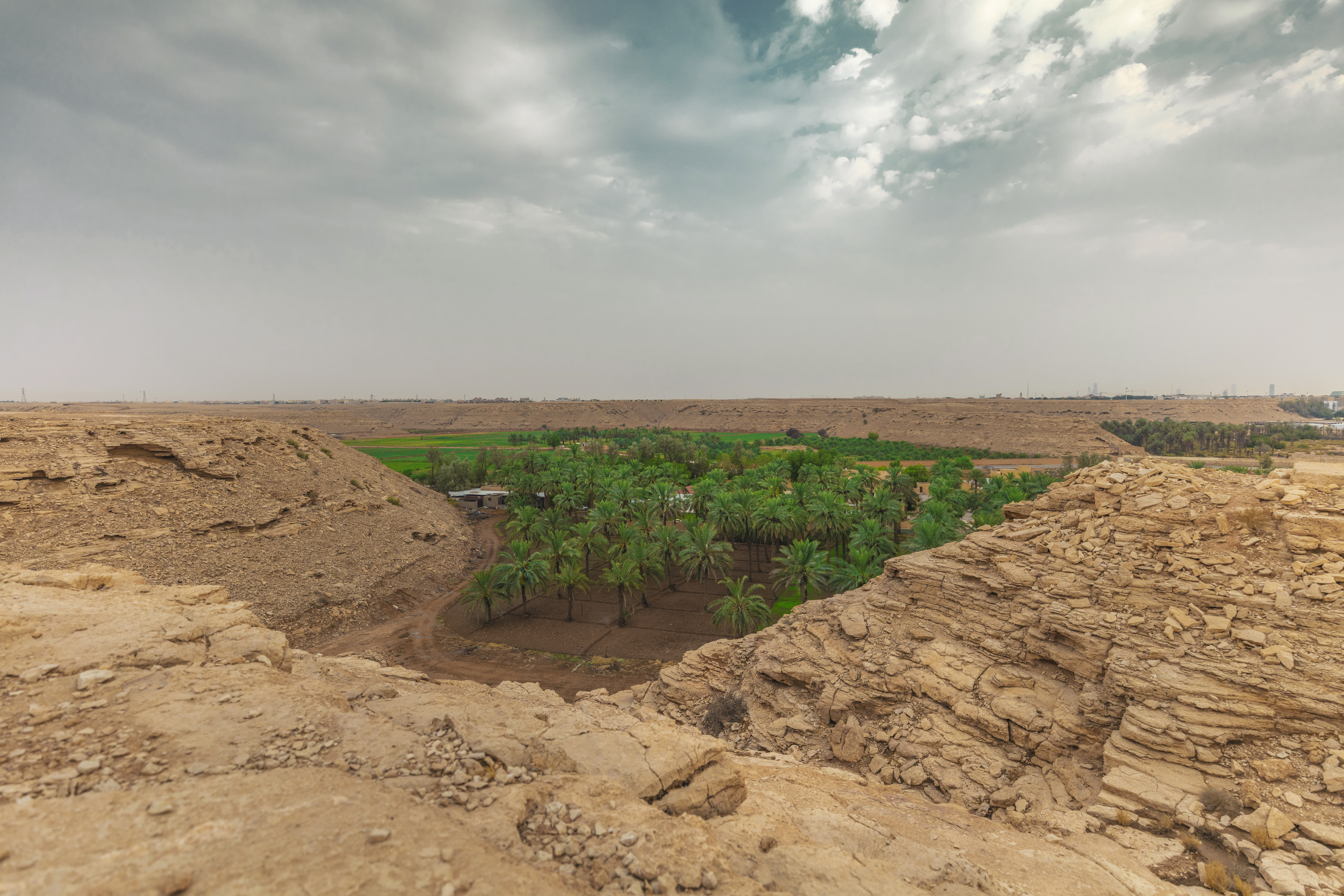 Date palm farm in Saudi Arabia