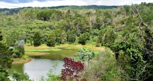 Why is Medellin ideal for dental treatment?